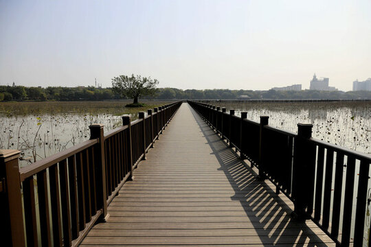 東莞橋頭蓮湖步棧道