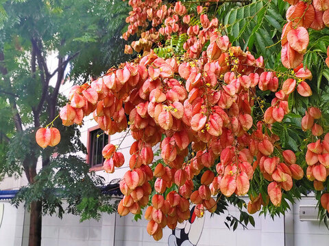復羽葉欒樹
