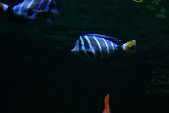 月眉蝶魚