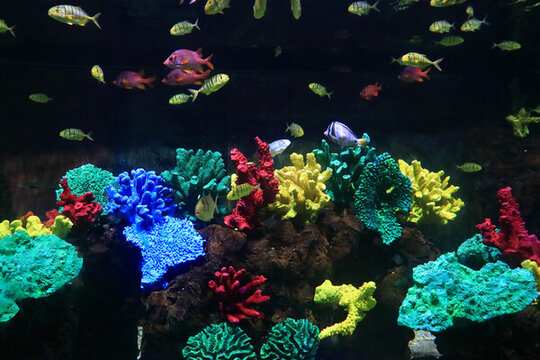 水族館魚群