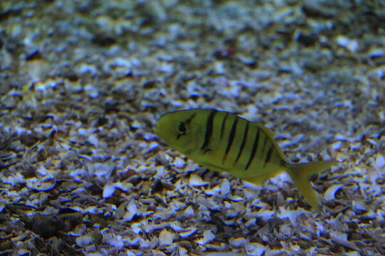豆娘魚