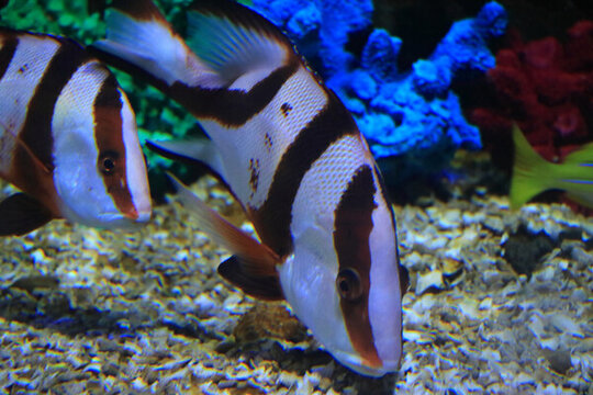 月眉蝶魚