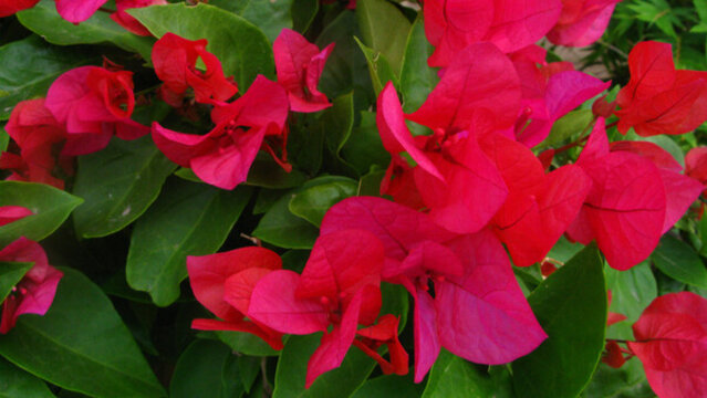 葉子花
