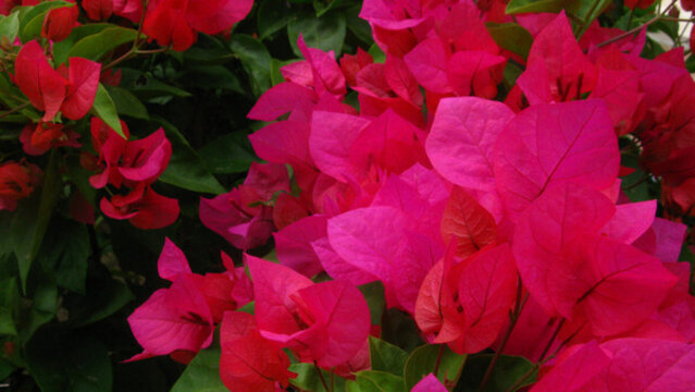 葉子花