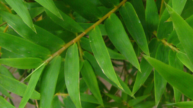 鳳尾竹