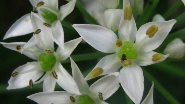 韭菜花