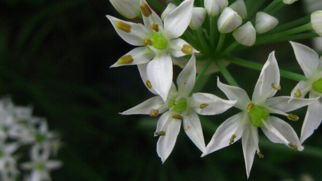 韭菜花