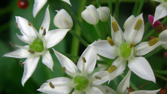 韭菜花