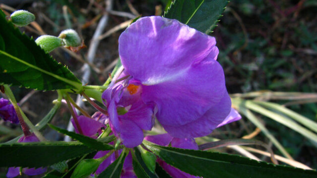 鳳仙花