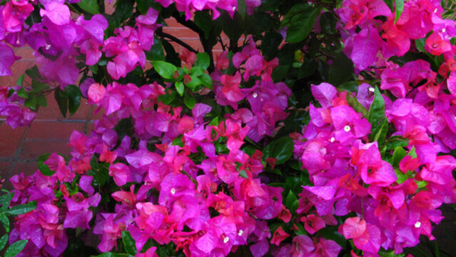 葉子花