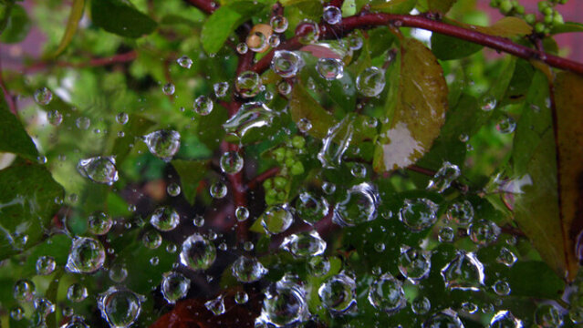 蛛網(wǎng)上雨滴