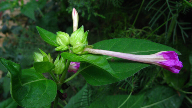 紫茉莉
