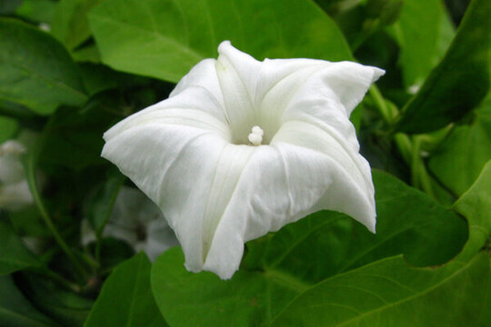 蕹菜