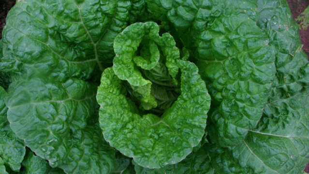 大包菜