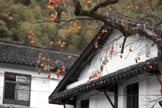 采摘柿子