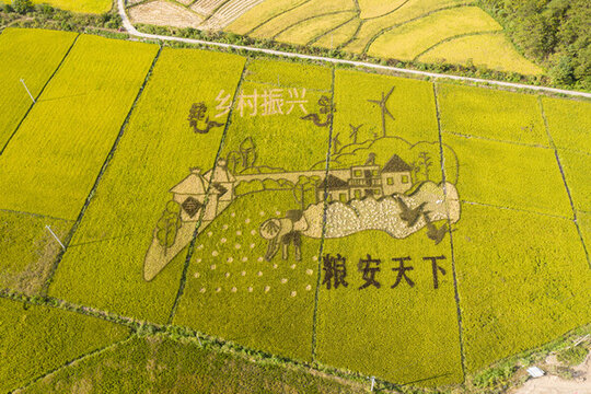 彩繪稻田