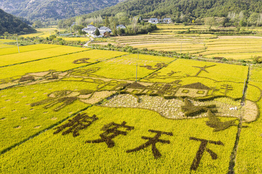 彩繪稻田
