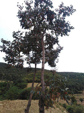 柿子樹(shù)