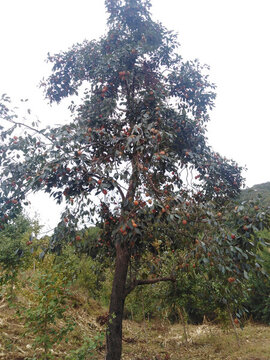 柿子樹