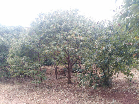 板栗林