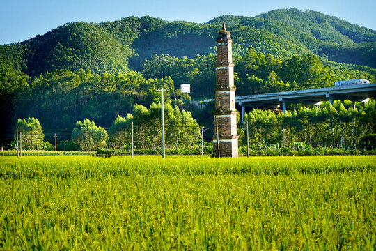 稻田