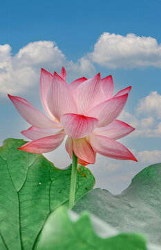 荷花