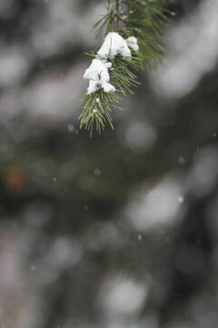 冬天葉子上殘留的積雪