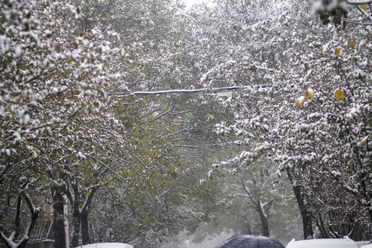 兩側(cè)樹木上掛滿厚厚的積雪