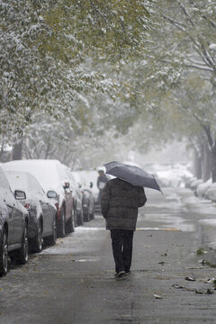 校園里一位老人撐傘在雪中行走