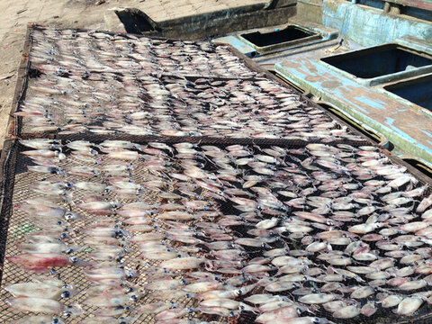魷魚