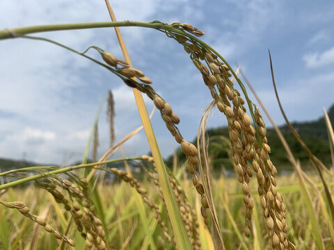 貴州省糯米水稻