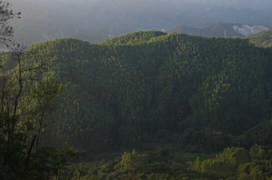 高山大山桉樹森林
