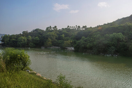 養(yǎng)鴨場水塘風景