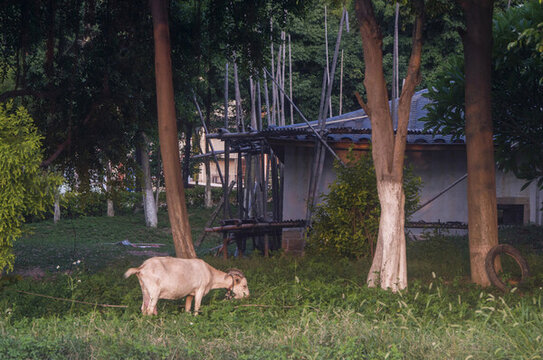 鄉(xiāng)村樹林里的山羊