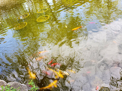 清澈池水中的錦鯉魚(yú)群