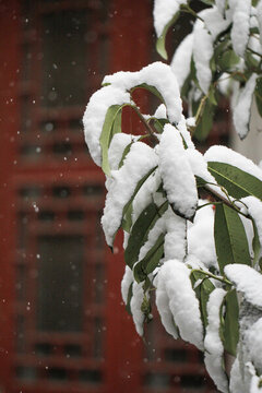 冬天校園美麗的雪景