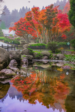 廬山植物園楓葉