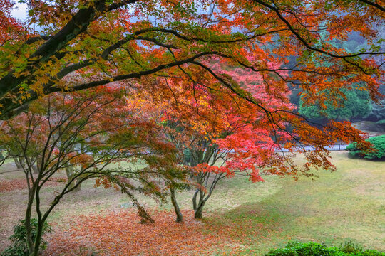 廬山植物園楓葉