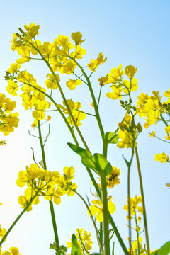 油菜花