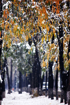 北京冬天雪后雪景圖
