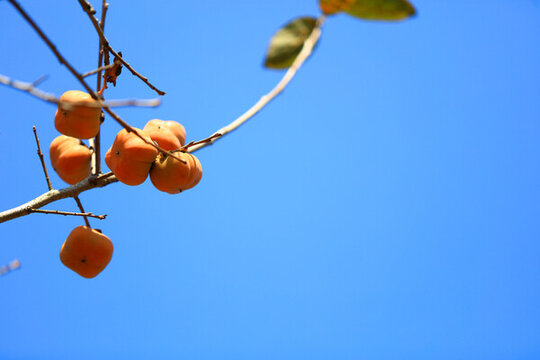 紅柿子