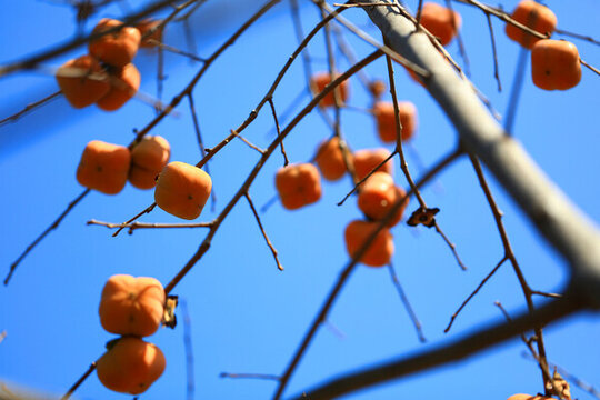 紅柿子