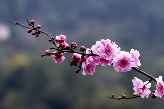桃花枝