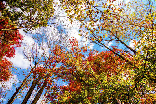 仰望紅楓樹