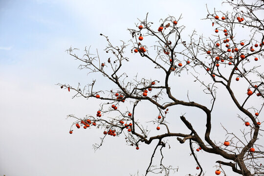 柿子樹(shù)果實(shí)累累