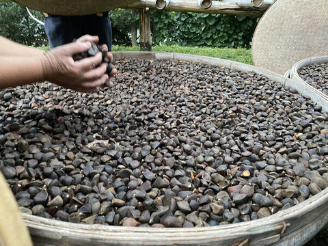茶油籽手機(jī)拍攝