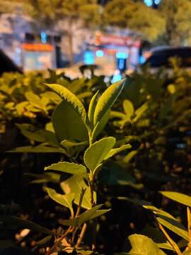 燈光下的嫩芽