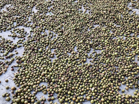曬油茶果