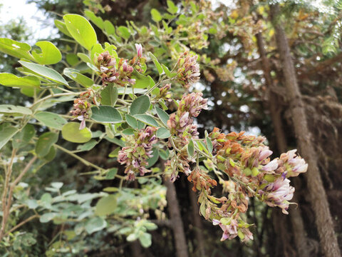 胡枝子花