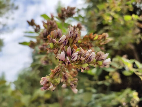 胡枝子花特寫(xiě)